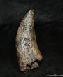 Inch Nanotyrannus (Juvenile T-Rex) Tooth #1265-1